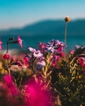 花丛