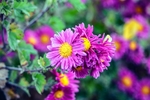 紫色菊花