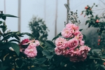 牡丹花