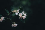 白色小花