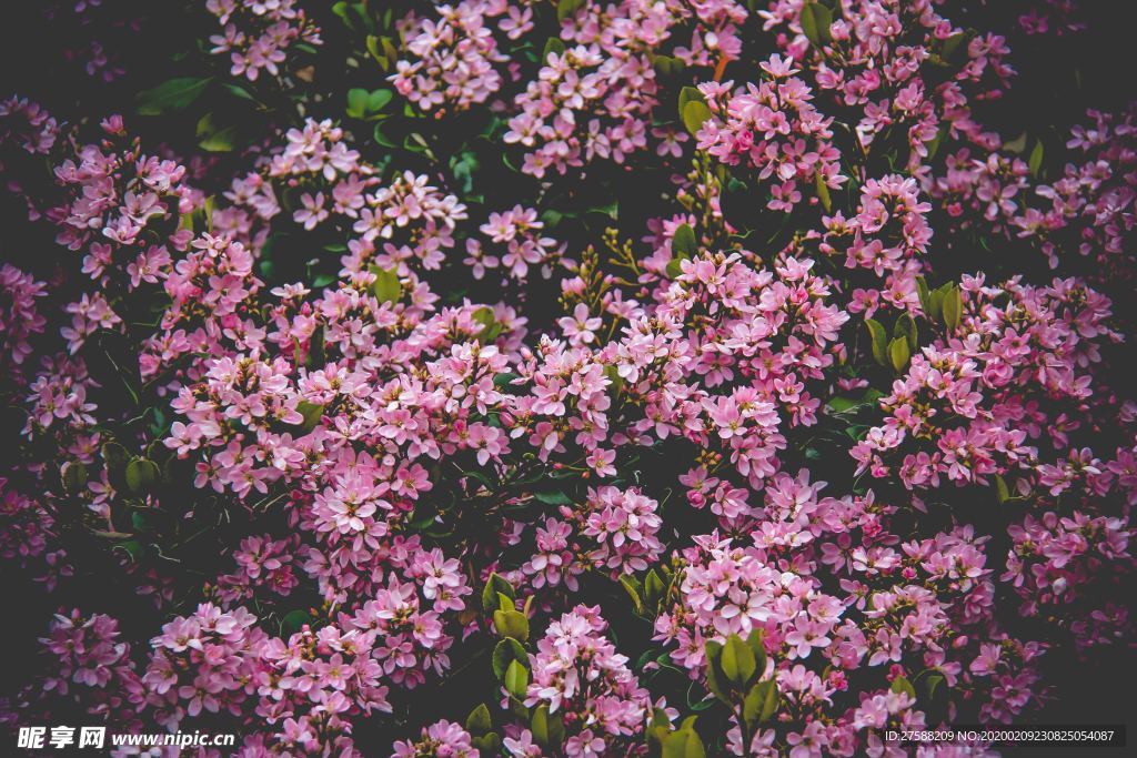 粉色花丛