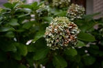 绿色绣球花