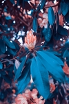 花朵满枝头