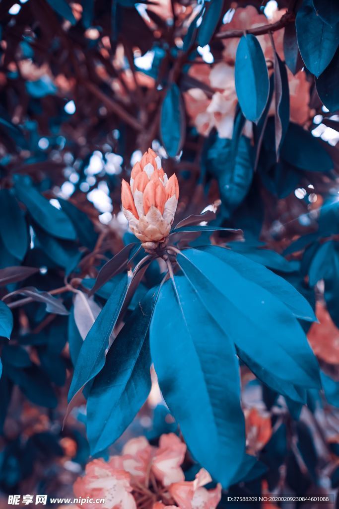 花朵满枝头