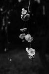 一支梅花