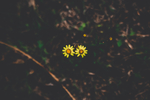 一棵菊花