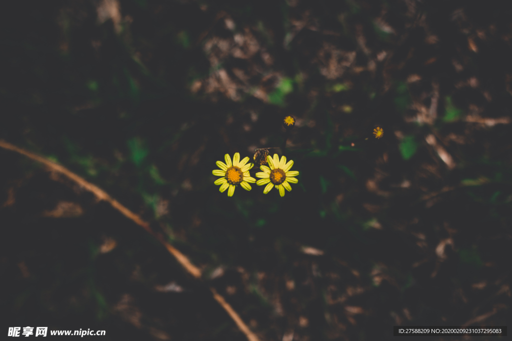 一棵菊花