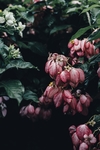 花丛