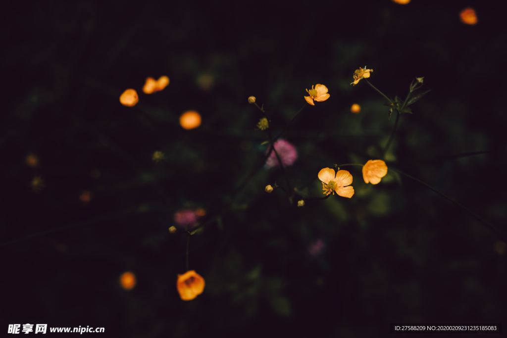 黄色小花