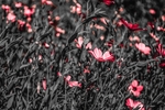 花丛