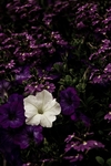 花丛