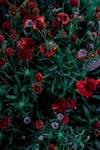花丛