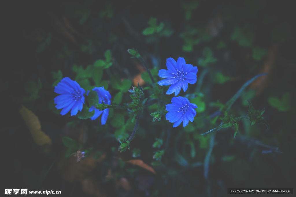 蓝色小花