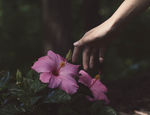 杜鹃花