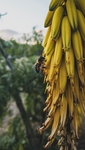 蜜蜂在香蕉花上采蜜
