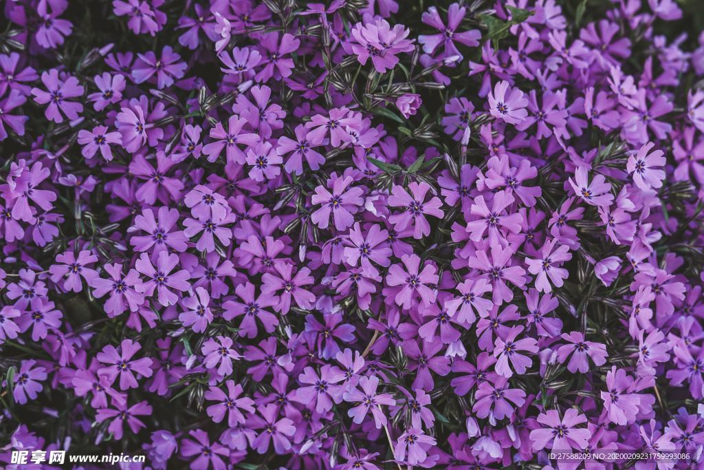 紫色花丛
