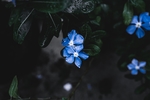 数朵紫花