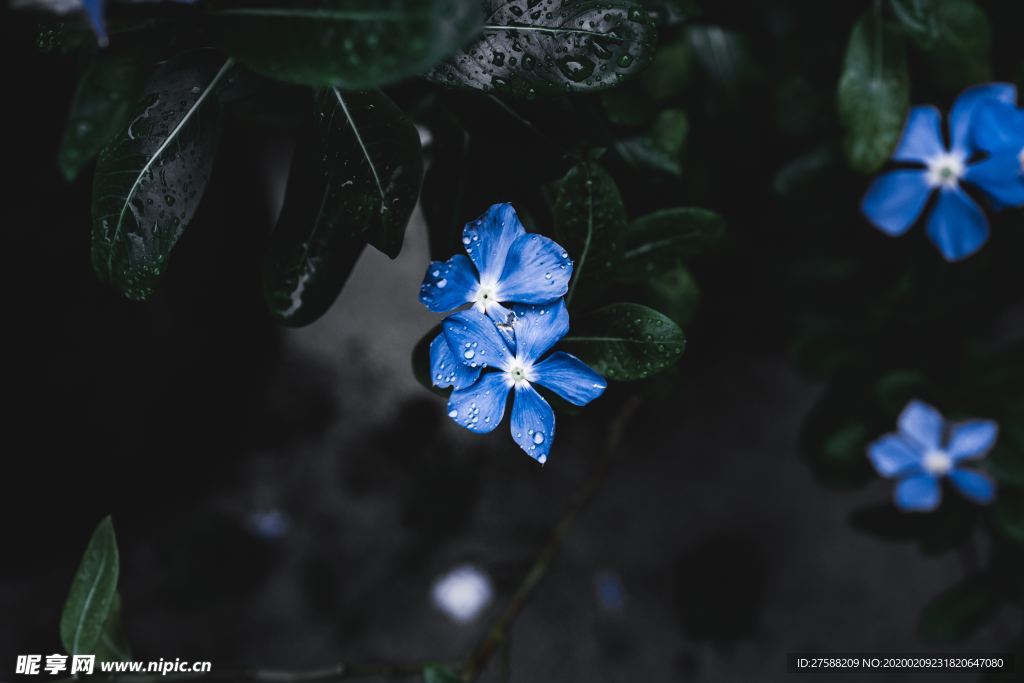 数朵紫花