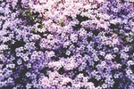 白色花丛