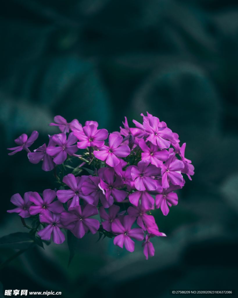 紫色小花