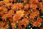 橙色菊花
