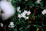 白色小花