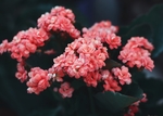粉红小花