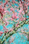 满树花开