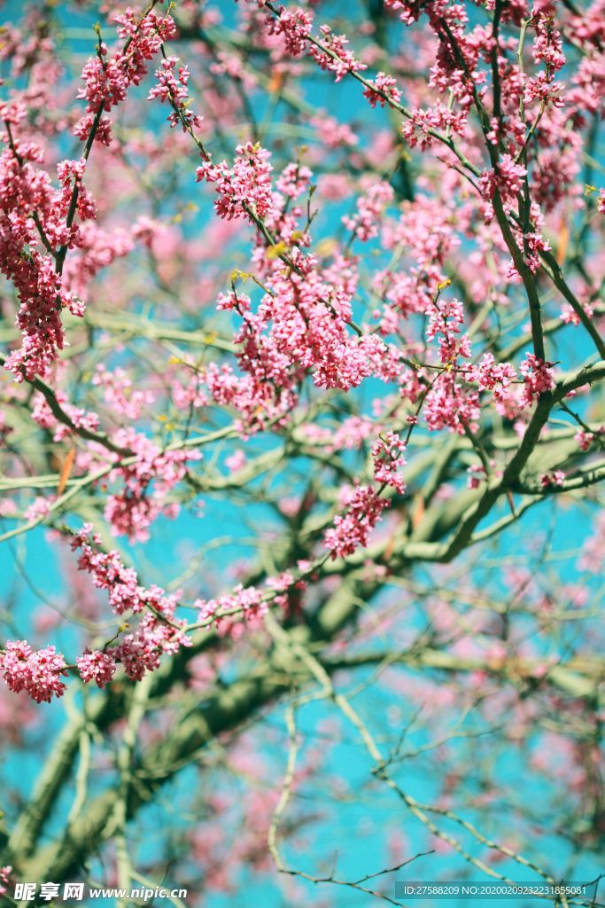 满树花开