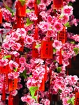 许愿树
