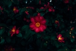 红色花朵
