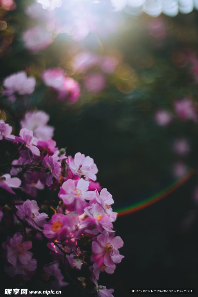花朵壁纸