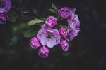 紫红小花