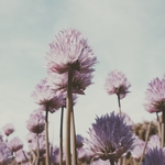 花丛