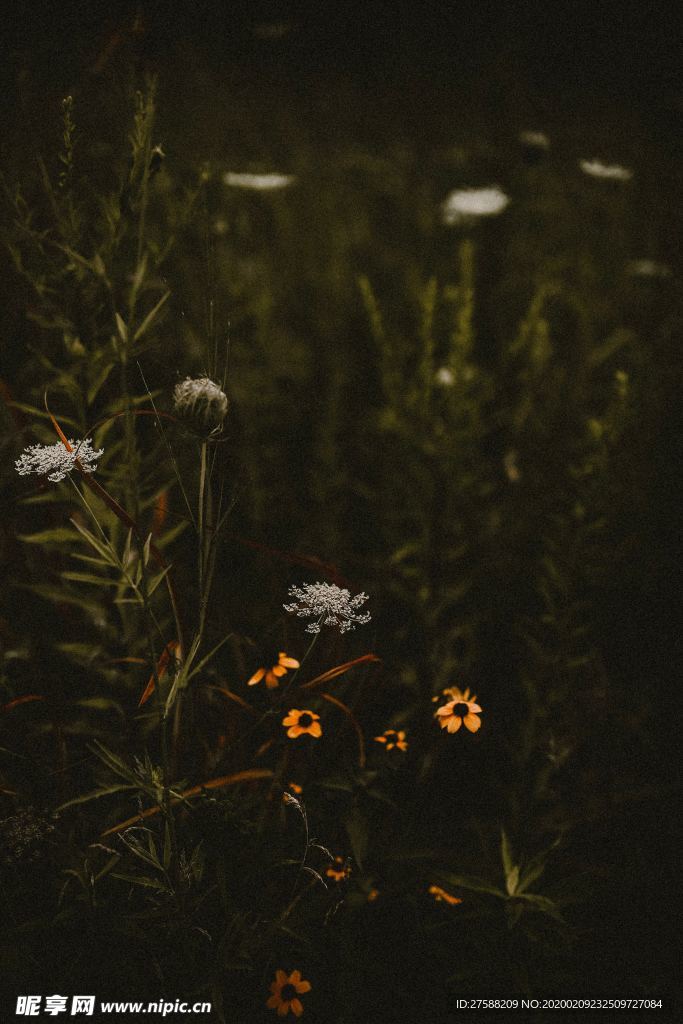 花丛壁纸