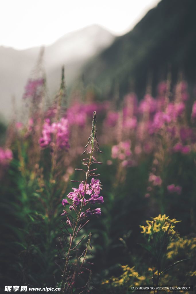 漫山花开壁纸