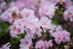 鲜花满枝丫