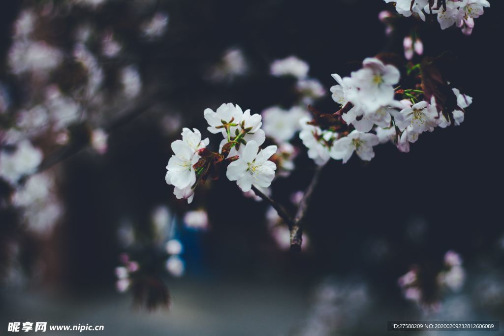 满树梅花