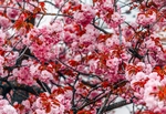 满树鲜花