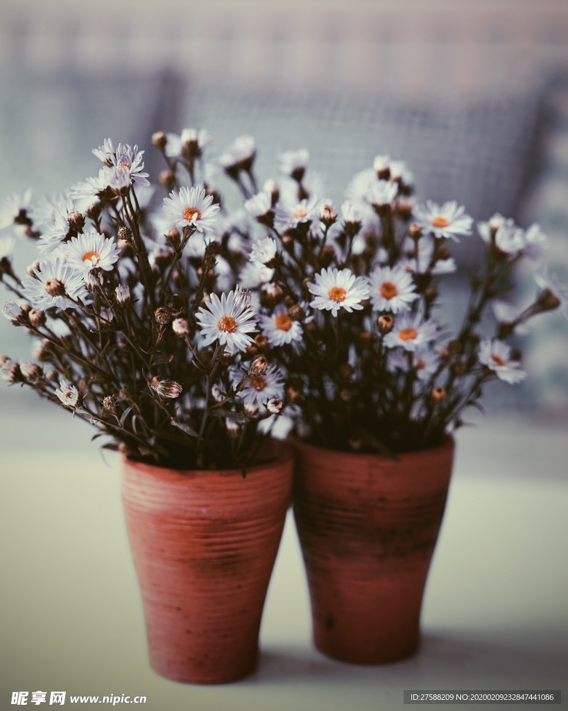 盆栽菊花