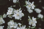 白色小花