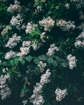白色小花