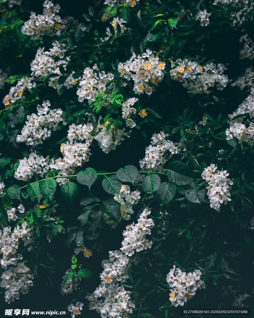 白色小花