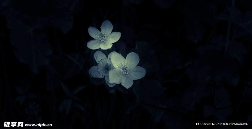 小白花壁纸