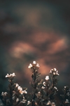 白色小花壁纸