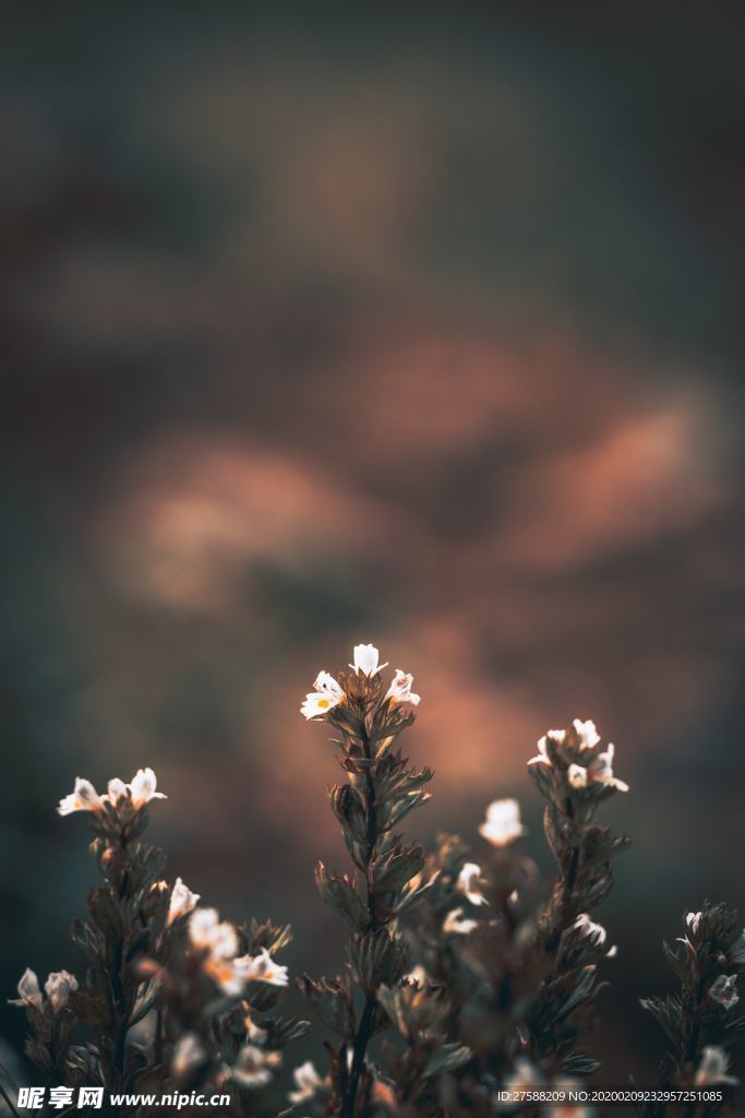 白色小花壁纸