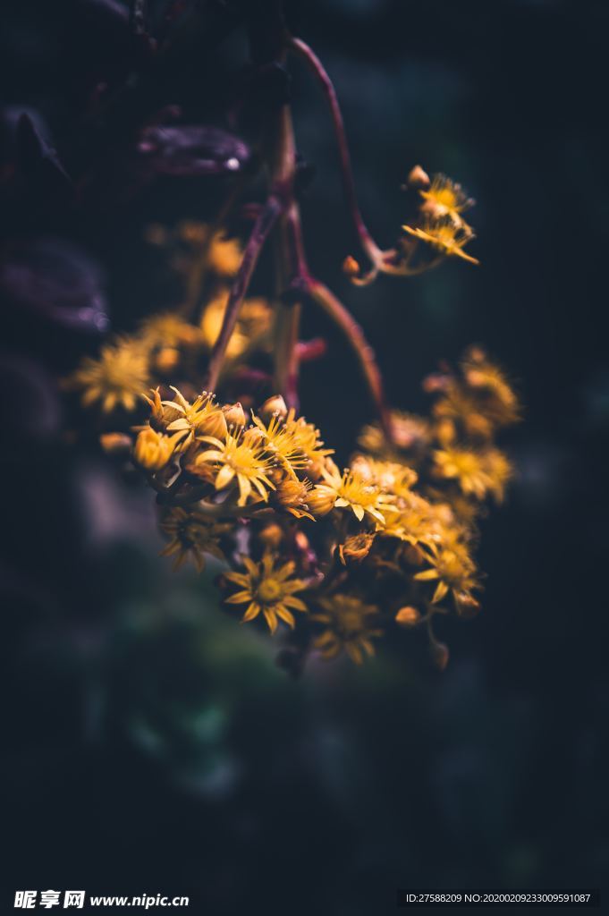 黄色花朵壁纸
