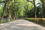 林荫道