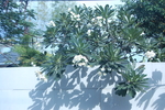 鸡蛋花