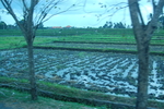 稻田